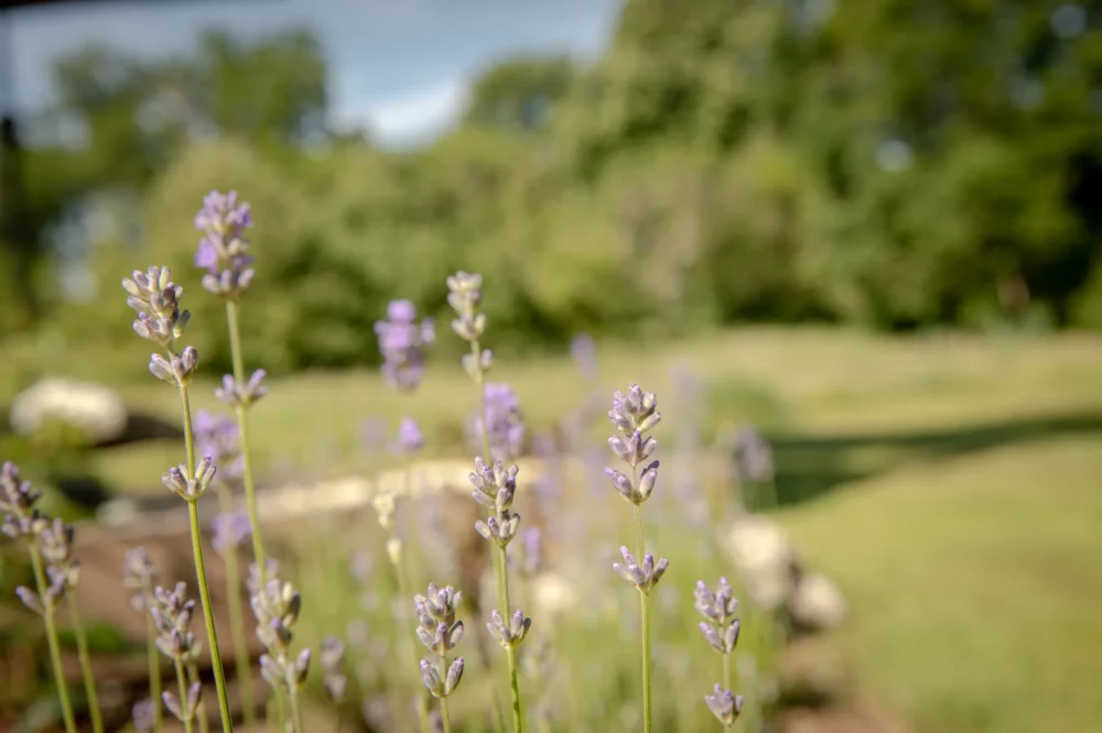 Exterieur van La Joyeuse: lavendel tuin detail