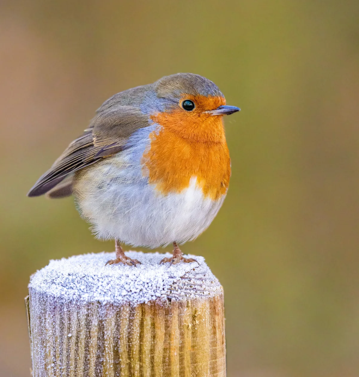 Roodborstje op een besneeuwde houten paal in de winter in Préveranges